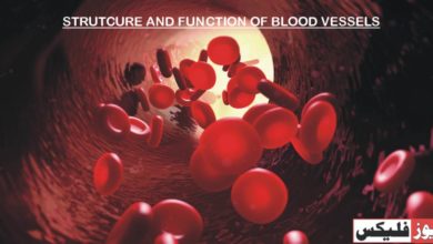 STRUTCURE AND FUNCTION OF BLOOD VESSELS