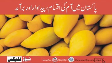 Mangoes in Pakistan: Varieties, Production & Export