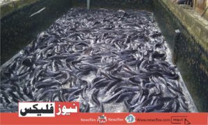 Fish Farming Business in Pakistan-Everything You need to know
