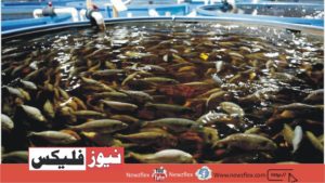 Fish Farming Business in Pakistan-Everything You need to know