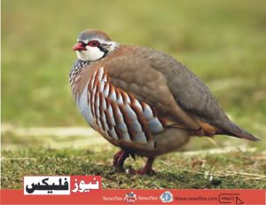 Chukar -Some facts about National Bird of Pakistan