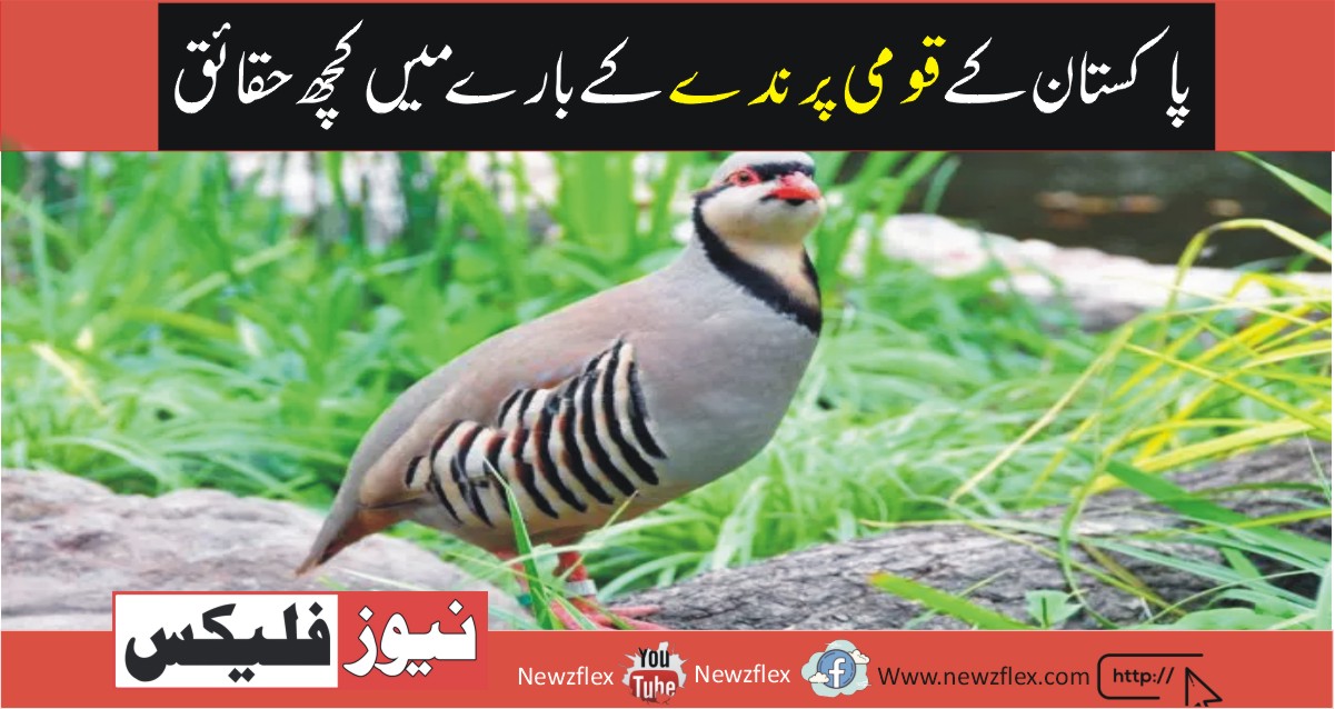 Chukar -Some facts about National Bird of Pakistan