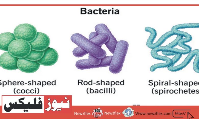بیکٹیریا کیا ہے؟ تعریف، اقسام، فوائد، خطرات اور مثالیں۔