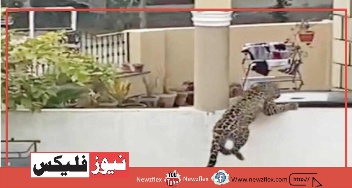 اسلام آباد کے ڈی ایچ اے 2 پر حملہ کرنے والا چیتا سہالہ جنگل سے آیا تھا۔