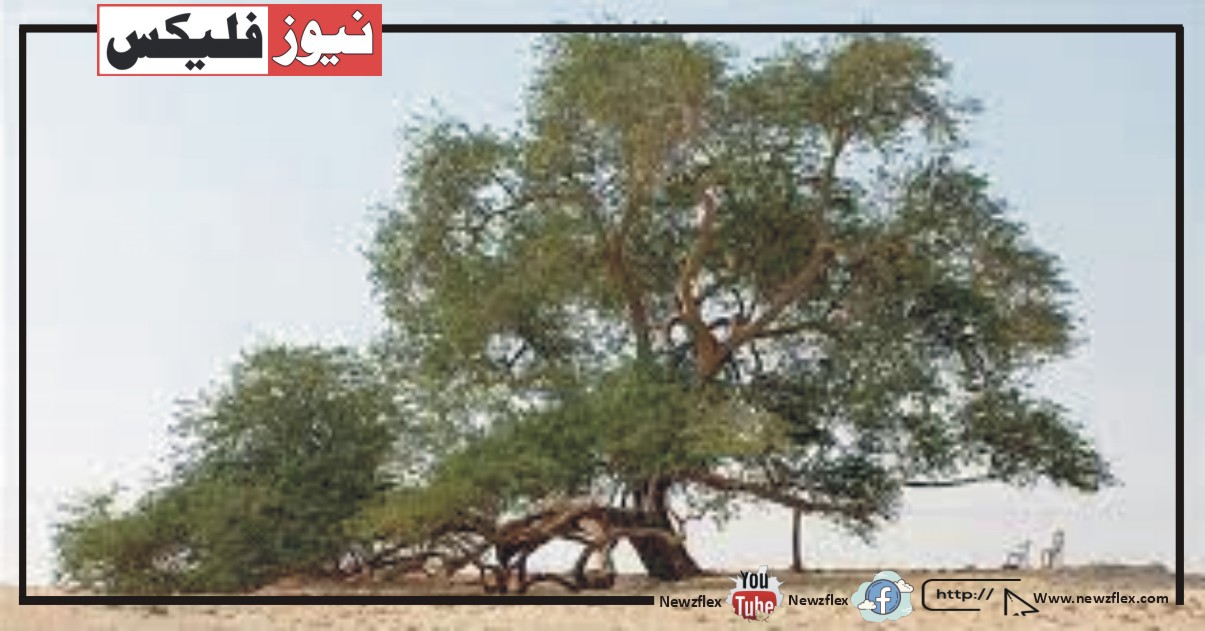 صحرا کے وسط میں کھڑا واحد درخت جس پر حضرت محمد صلی اللہ علیہ وسلم 1500 سال پہلے بیٹھے تھے۔
