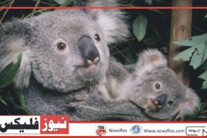 فلیگ شپ پرجاتی